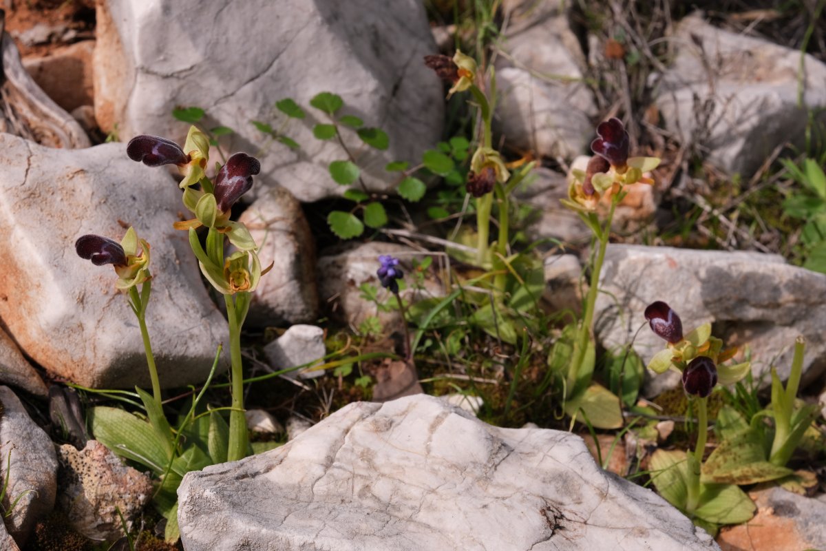 Orchidee di Marzo - Dalla Grecia con passione